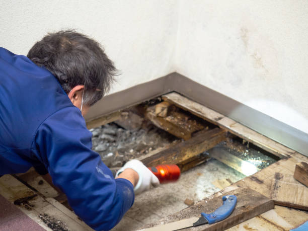 Best Local Mold Removal Service  in Marin City, CA