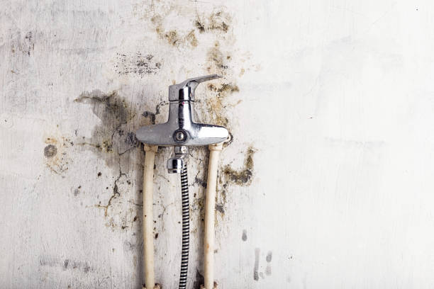 Best Home Mold Removal  in Marin City, CA