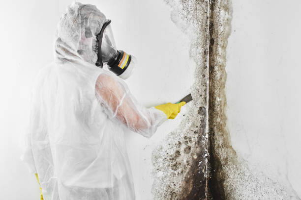 Best Certified Mold Removal  in Marin City, CA