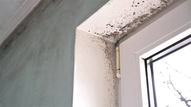 Marin City, CA Mold Removal Company
