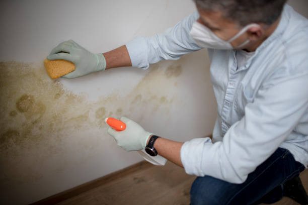 Best Mold Remediation Services  in Marin City, CA