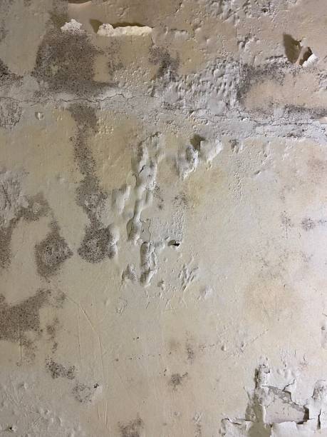 Best Affordable Mold Removal  in Marin City, CA