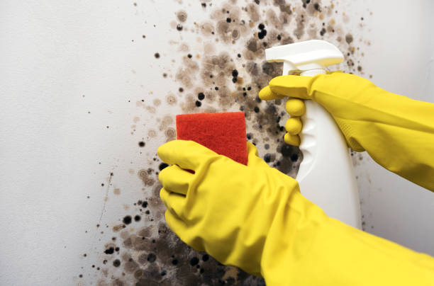 Best Mold Testing  in Marin City, CA