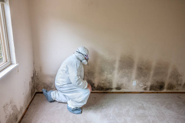 Best Mold Testing  in Marin City, CA