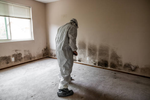 Best Mold Removal Process  in Marin City, CA