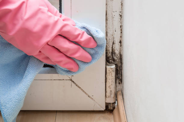Best Crawl Space Mold Removal  in Marin City, CA