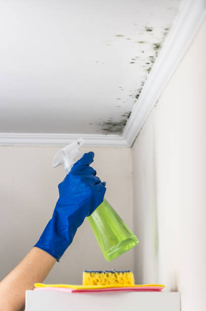 Best Toxic Mold Removal  in Marin City, CA